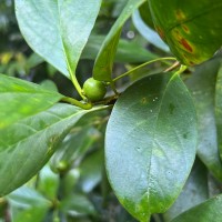 Timonius flavescens (Jacq.) Baker